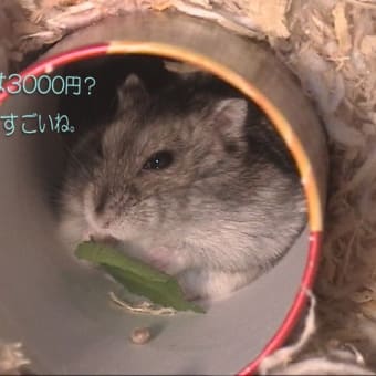 「犬は子どもの値段と同じ」って？