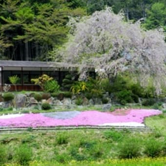 2012-4-25　奈良県滝谷しょうぶ園のしだれ桜、シバザクラ