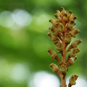 花の端境期の水林自然林には菌従属栄養植物などが（2025.6.8）#2 そして四季の里バラ園に