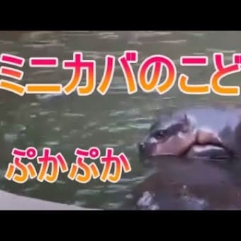 ぷかぷかミニカバの赤ちゃんをご覧ください。zoo 動物園