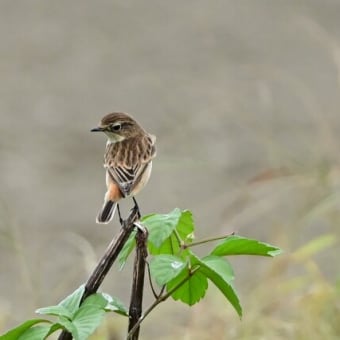 ノビタキ　まだ続いてます。