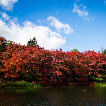 軽井沢町　旧軽井沢　雲場池。