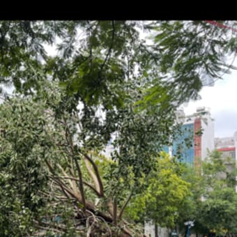 ベトナムハノイの「台風のあと」