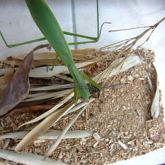 オオカマキリ