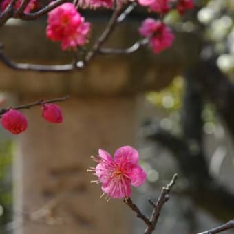 菅原神社　梅　その１
