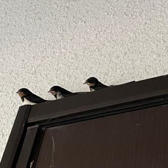 ニイトくん　入院する