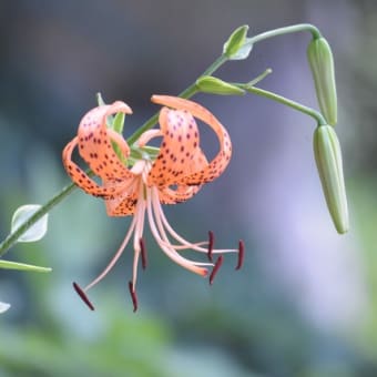 花の寺　高蔵寺