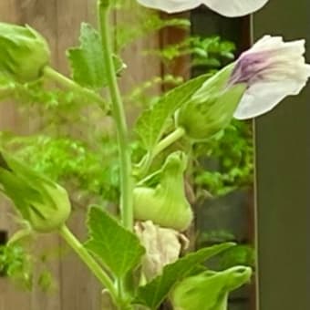 ななづくし🎋 七夕・六本木