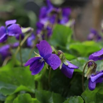 ニオイスミレ 「はかた紫」・白 八重　アメリカスミレサイシン の３種！