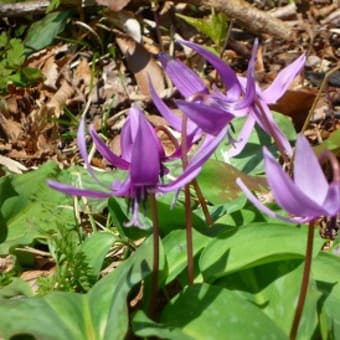 カタクリの花