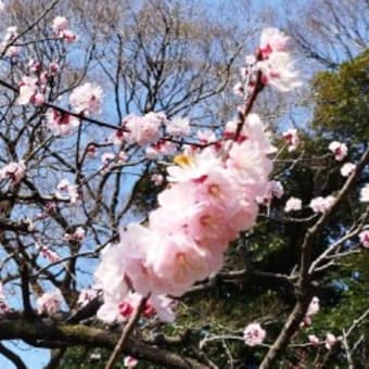2025桜を待つ