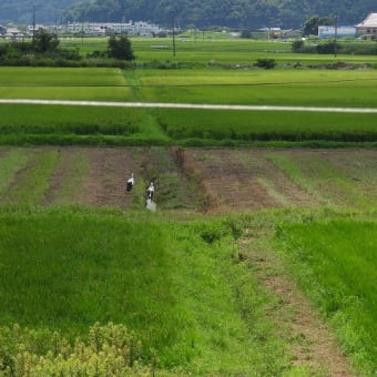 2024年08月15日　コウノトリ目撃情報