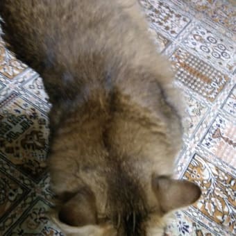 ツチノコ
