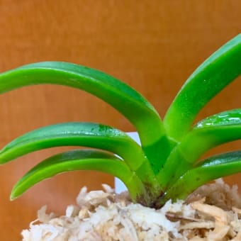 五紅星