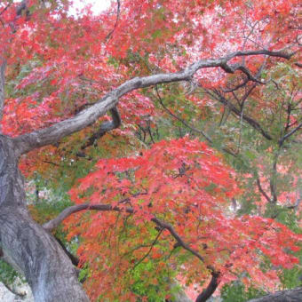 小石川植物園へ