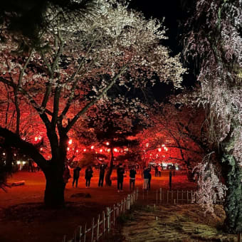 懐古園　夜桜満月　31