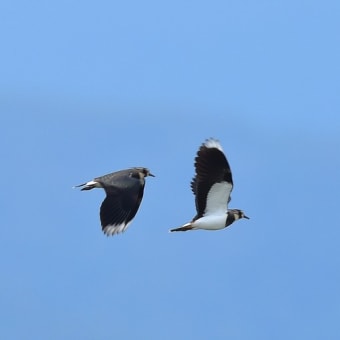 今日の野鳥 ・・ タゲリ ・・今年も ② 。。