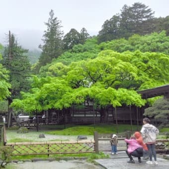 樹齢400年の楓