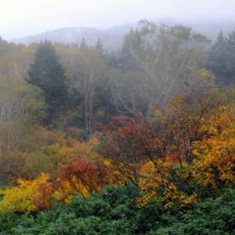 薄霧に 色付く樹々も ぼんやりと　「栂の森」