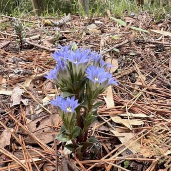 里山の花、ランダムに