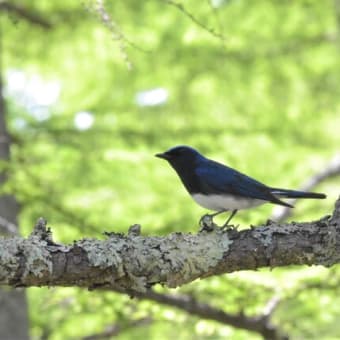 野鳥シリーズ　３