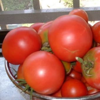 夏の収穫も終わりに近いかな