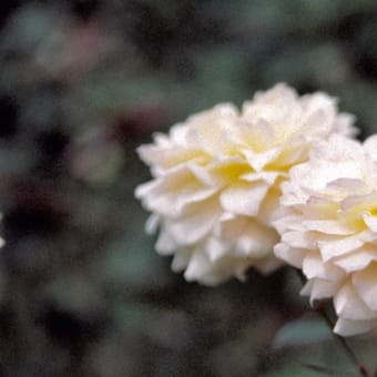 神代植物公園のバラ　その二