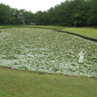 御池のスイレン