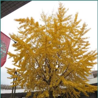 晴れたり曇ったり 色づく樹木