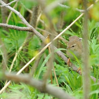 シマセンニュウ　北海道