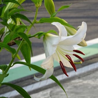 「一億総白痴化」番組の功罪
