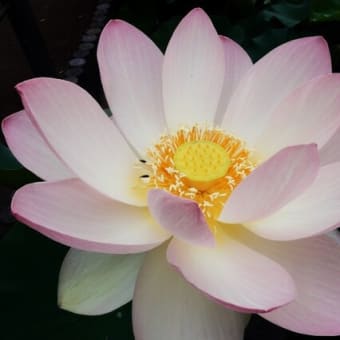 行田生まれの蓮「甲斐姫」