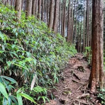 金剛山　天ヶ滝新道