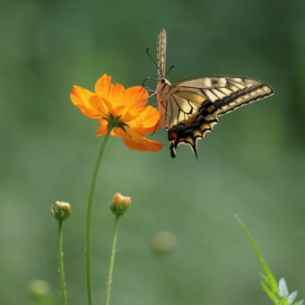 公園の蝶　キアゲハ