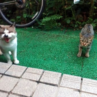 庭にやってくる猫さんたち