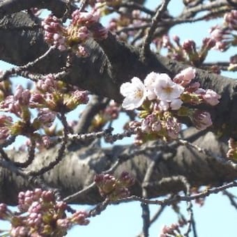 桜、勝手に開花宣言～っ！？