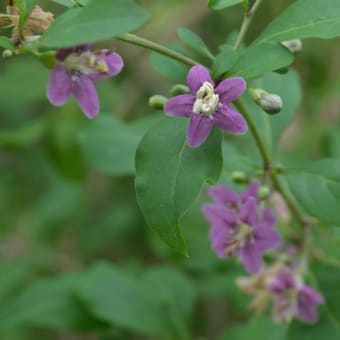 お出かけください、迫間湿地の花々（６月～）〈確認中〉