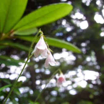 リンネソウ：リンネ草（大植物学者に献名）　