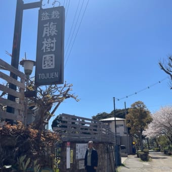 2025春お江戸参上　その9  大宮盆栽美術館