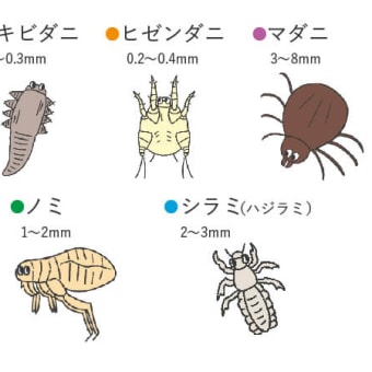 あれってそれってどんなダニなの？　~　顔面ダニ