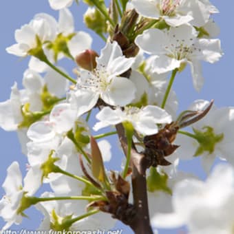 梨の花／今日の俳句　≪第2107号≫