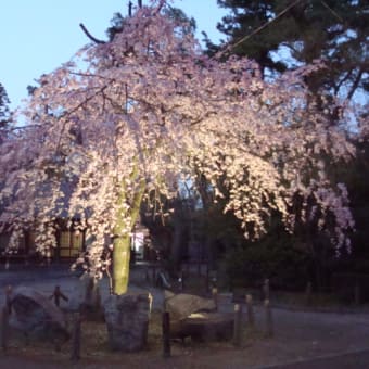 名古屋城　さくらまつり