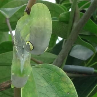 アケビコノハ　お食事タイム