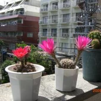 サボテンの花