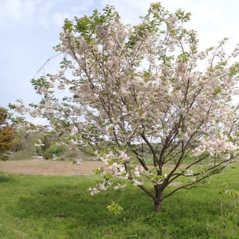 休日の桜