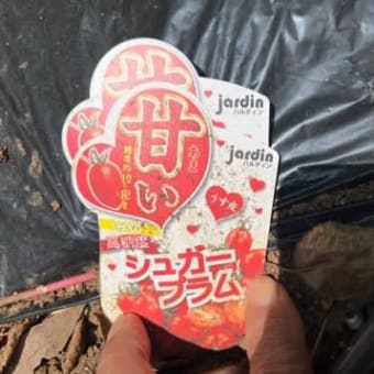 初収穫