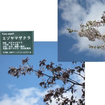 サクラの咲く順序