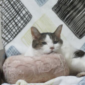 猫と9月のおわりに