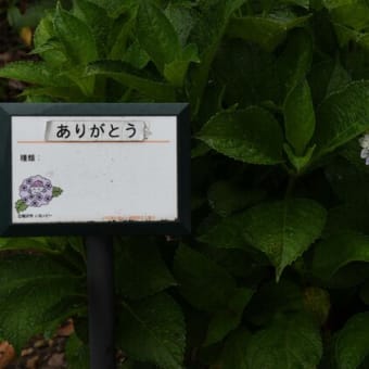 ハヤブサと舟（2）