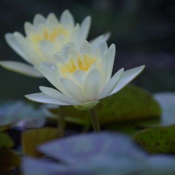 花の寺　高蔵寺